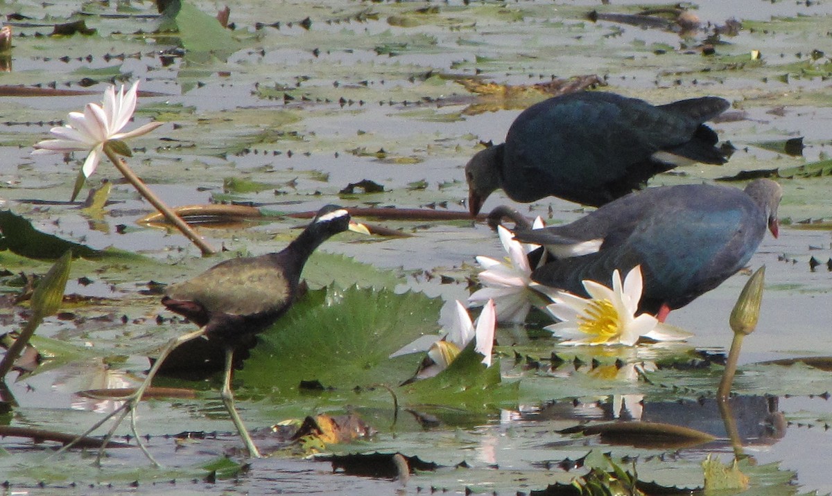 Bronze-winged Jacana - Suhel Quader