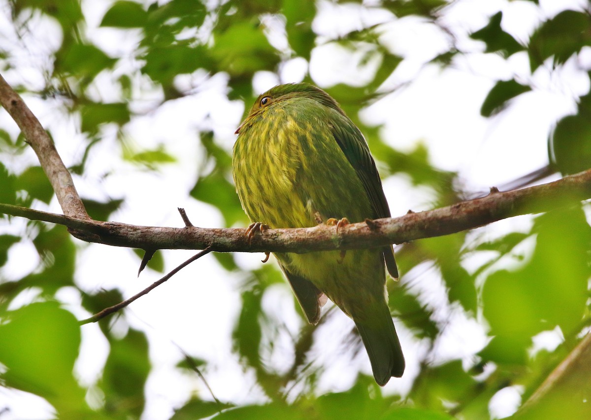 Cotinga à poitrine d'or - ML399920091