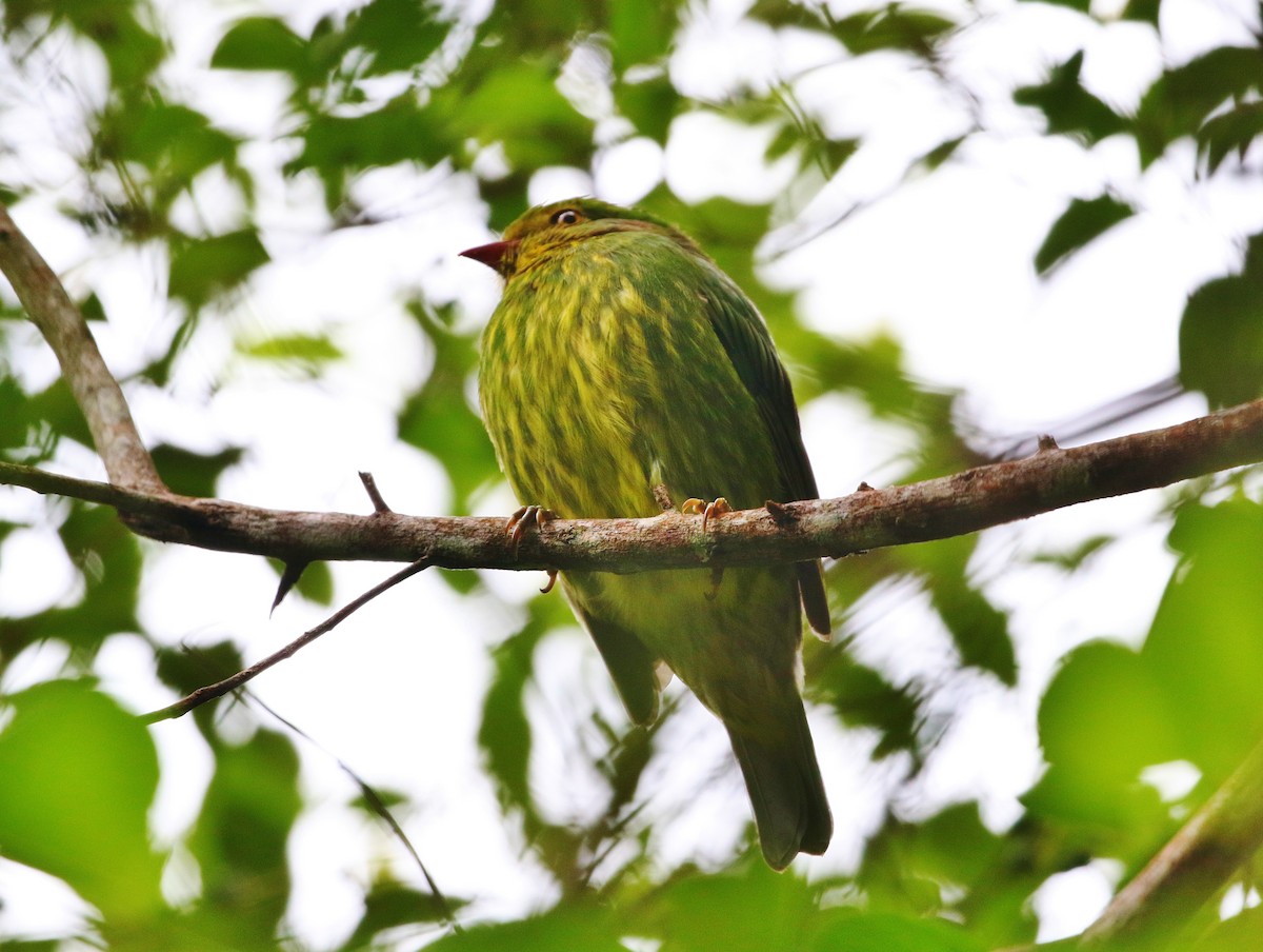 Golden-breasted Fruiteater - ML399920161