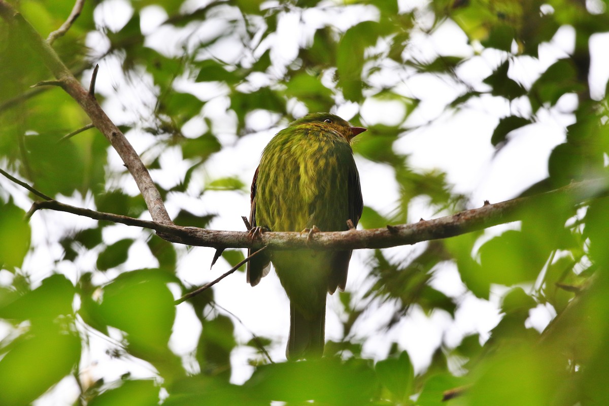 Golden-breasted Fruiteater - Margareta Wieser