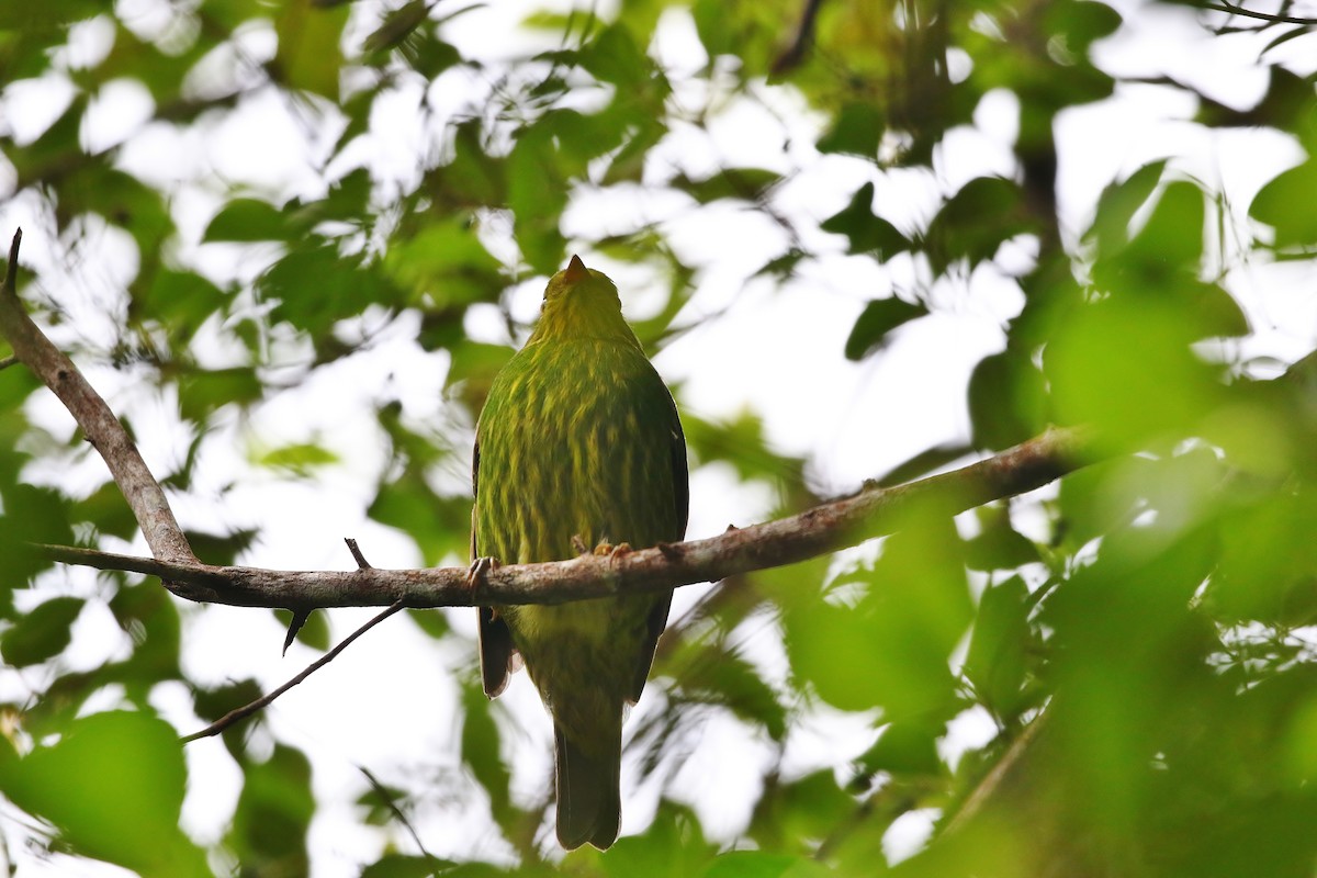 Golden-breasted Fruiteater - ML399920211