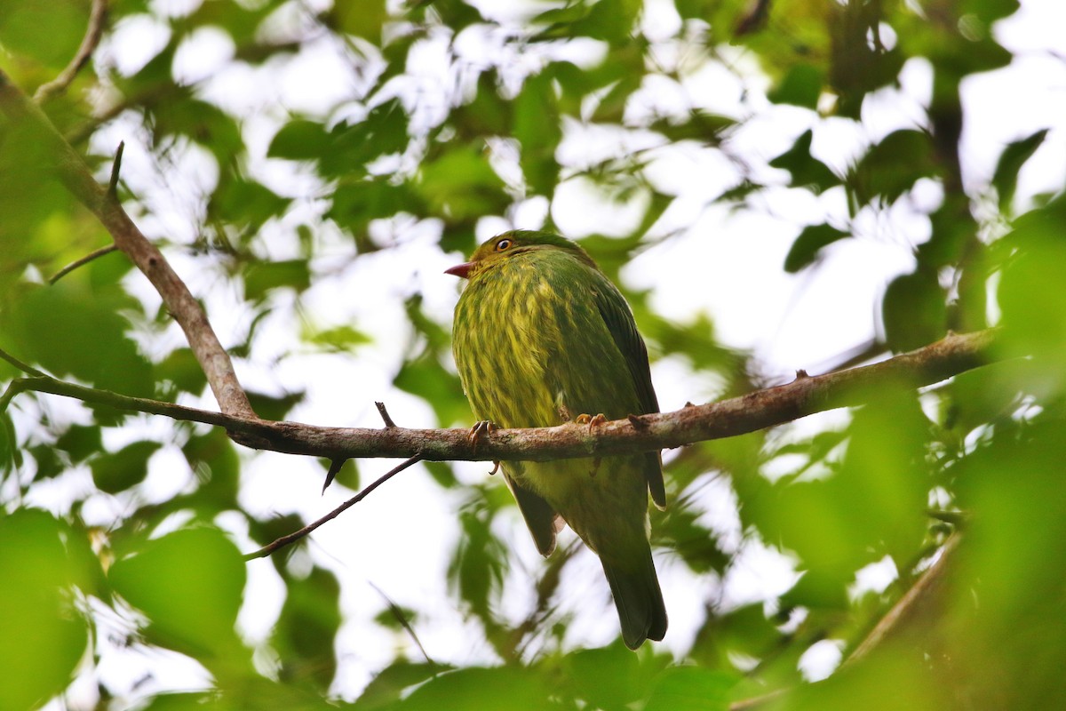 Golden-breasted Fruiteater - Margareta Wieser