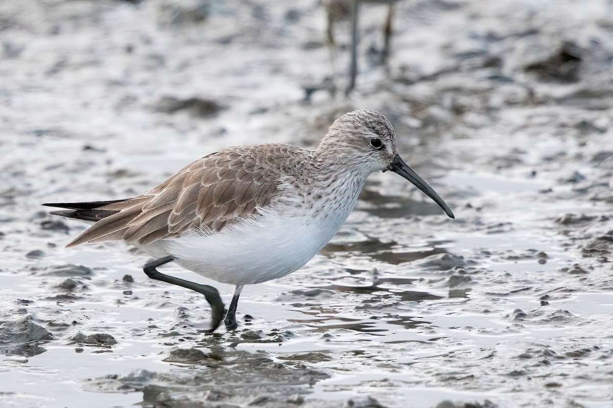 Curlew Sandpiper - Garrett Lau