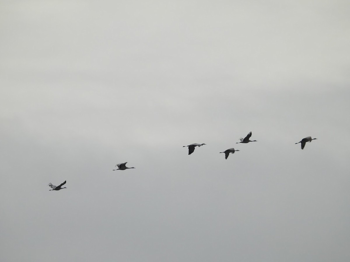 Sandhill Crane - ML399924901