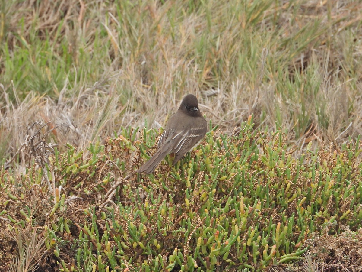 Black Phoebe - ML399926321