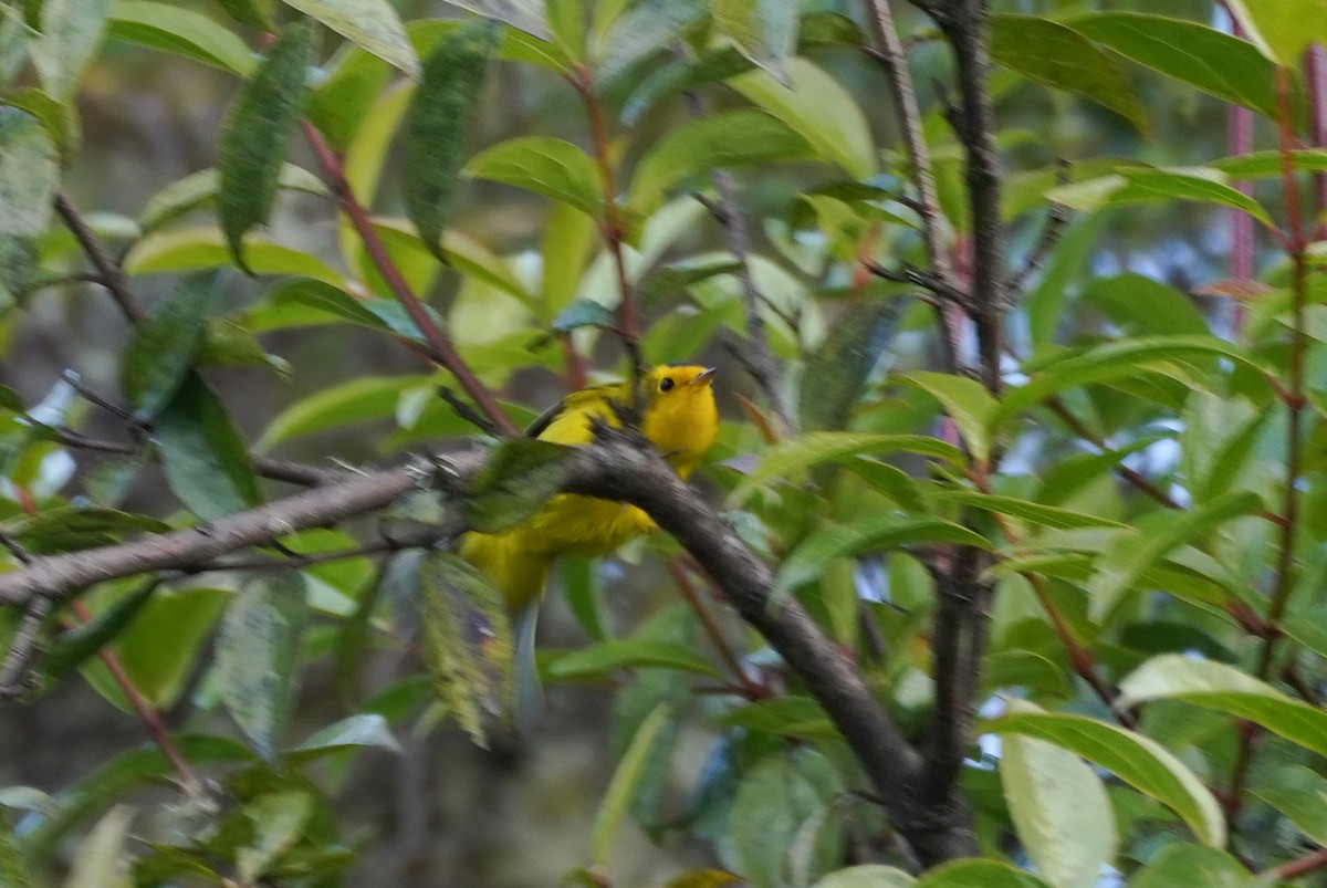 Wilson's Warbler - ML399928391