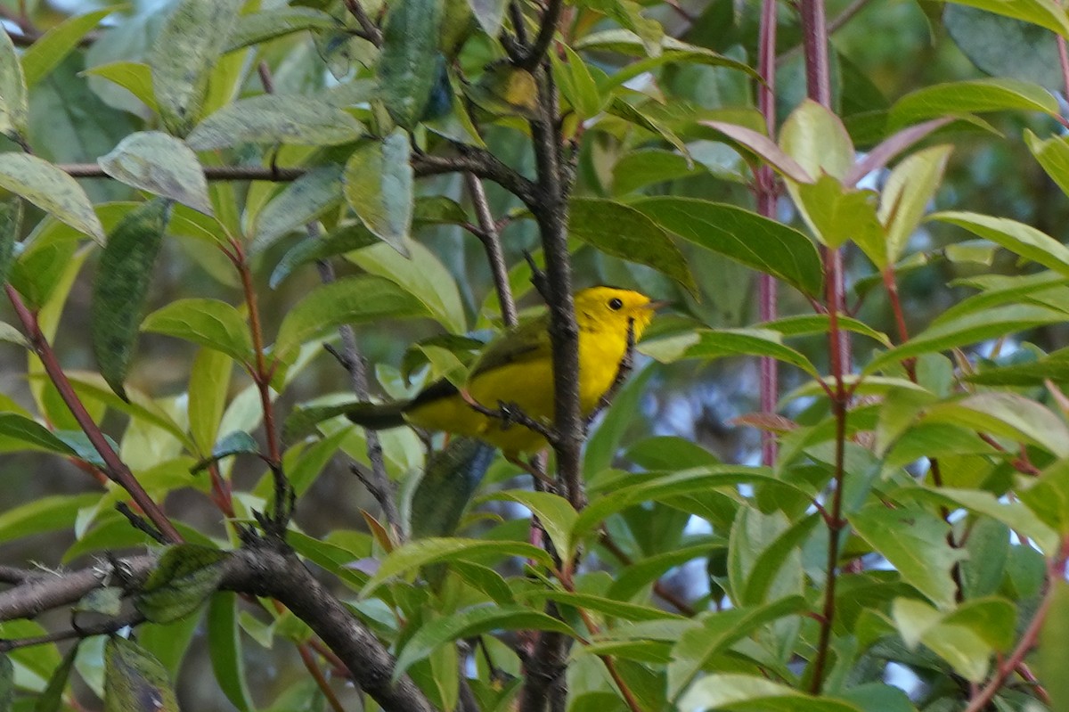 Wilson's Warbler - ML399928461