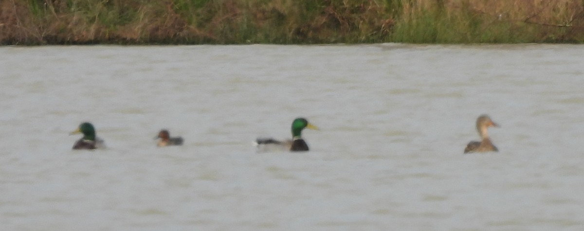 Green-winged Teal - J & C Miles