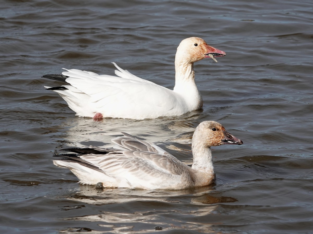 Snow Goose - ML399929961