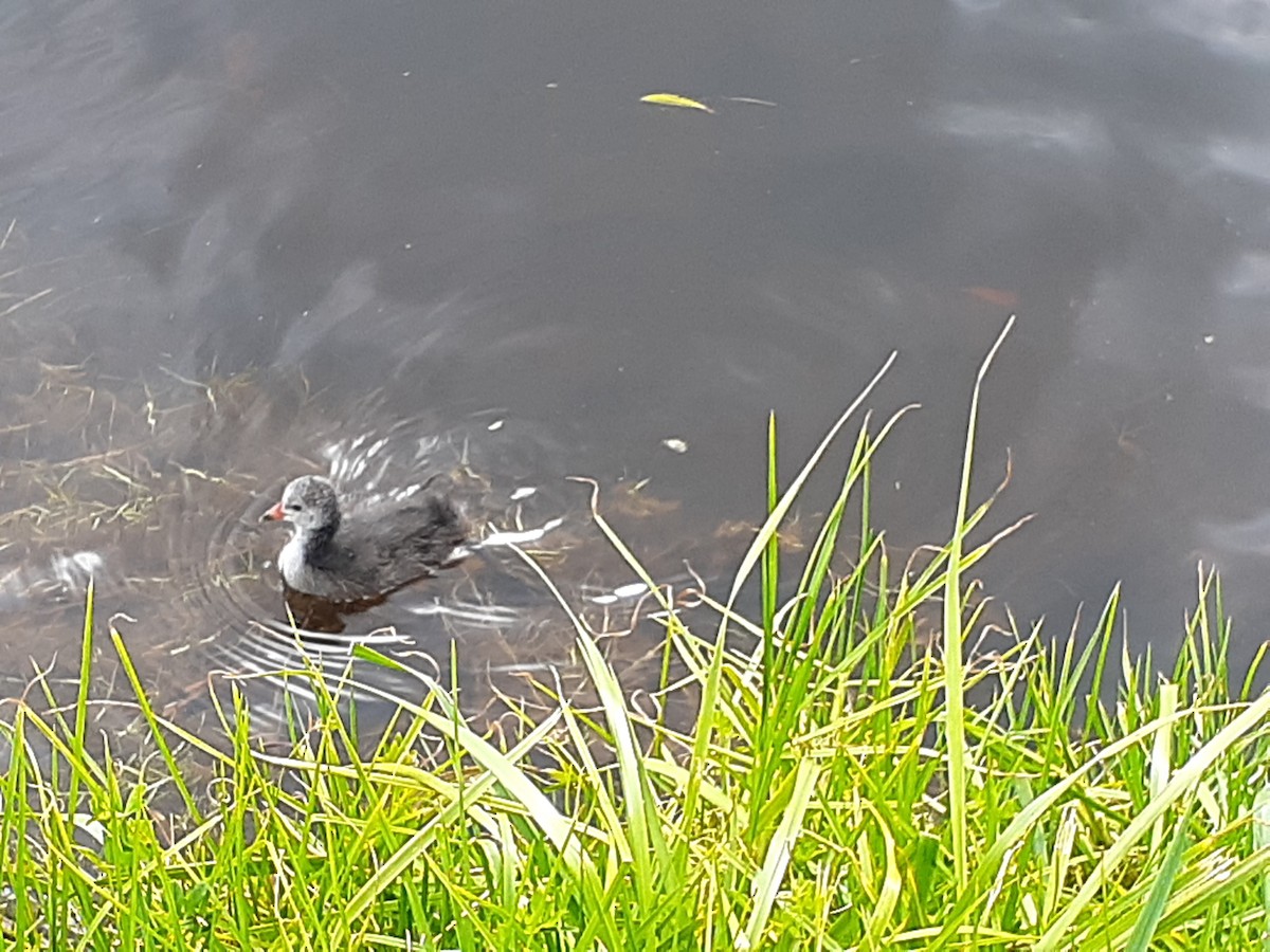 Eurasian Coot - ML399932771