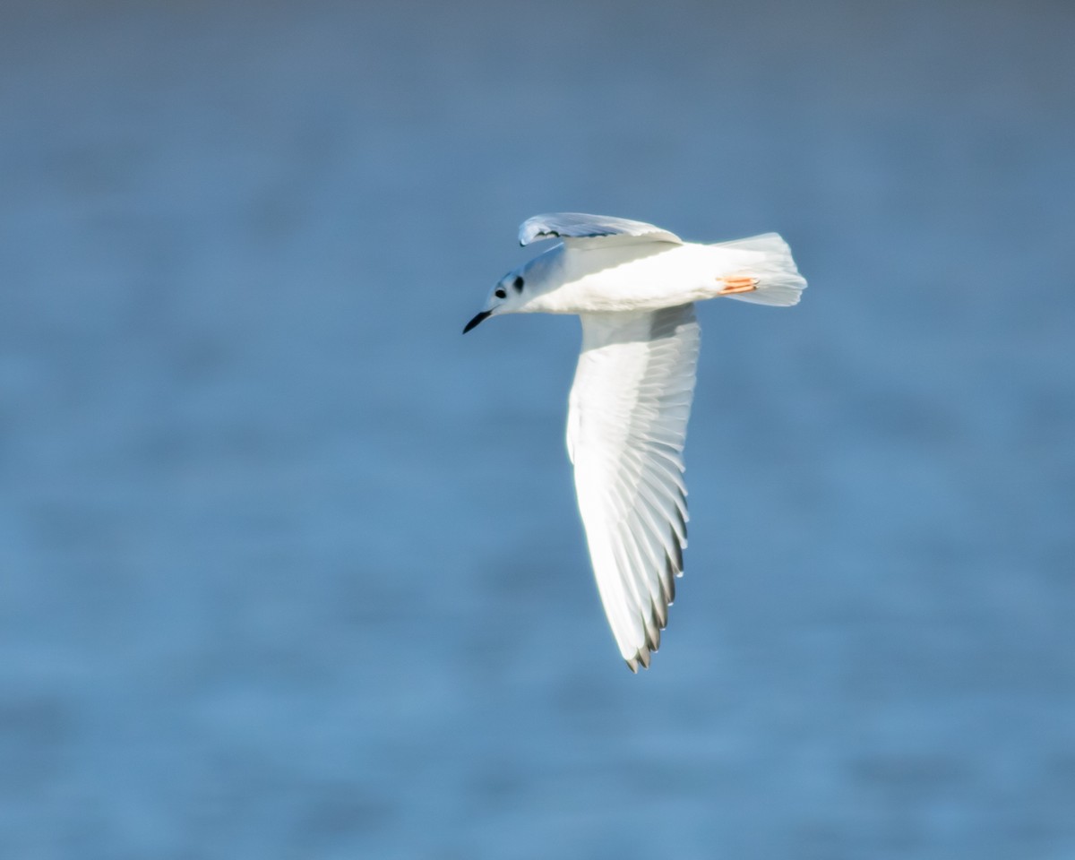 Bonaparte's Gull - Kelly Miller