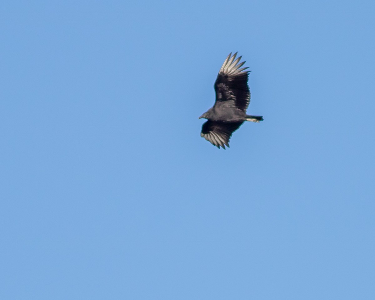 Black Vulture - ML399933881