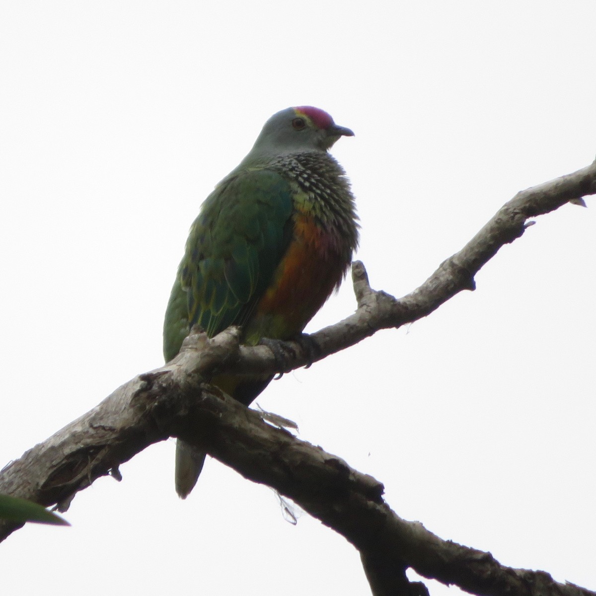 Rose-crowned Fruit-Dove - ML399934091