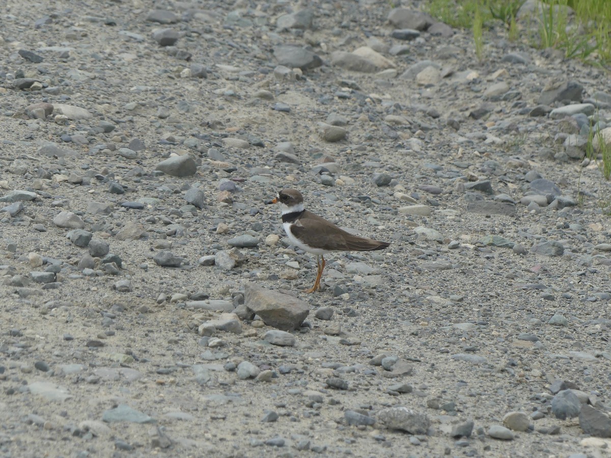Semipalmated Plover - ML399940431