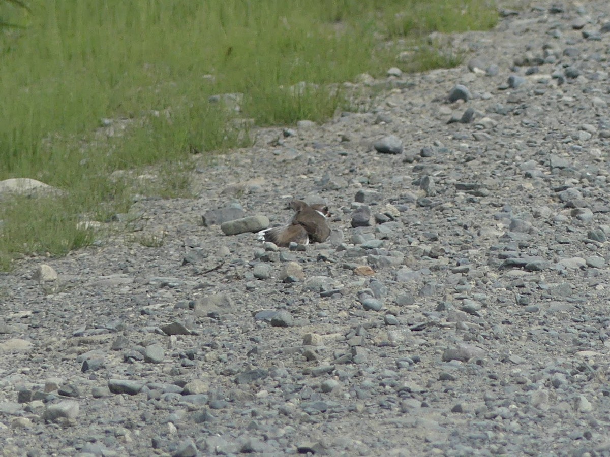 Semipalmated Plover - ML399940691
