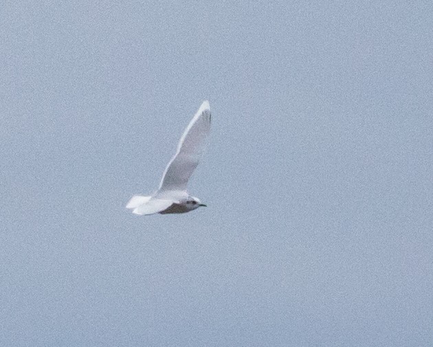 Little Gull - ML399940901