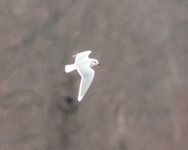 Little Gull - ML399940911