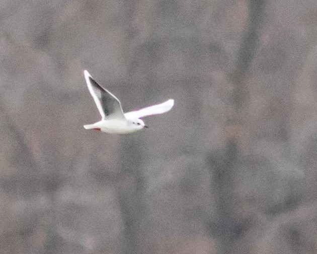 Little Gull - ML399940921