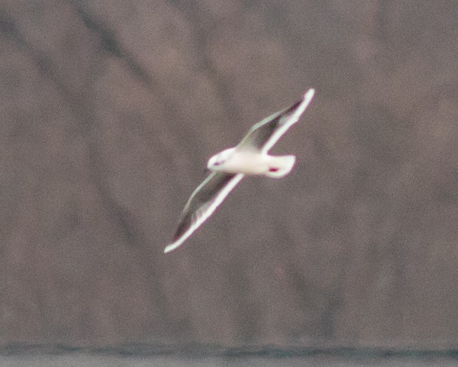 Mouette pygmée - ML399940951