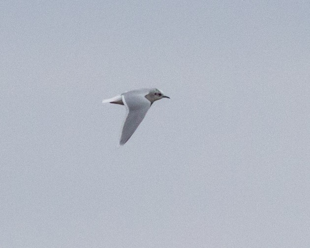 Little Gull - ML399940961