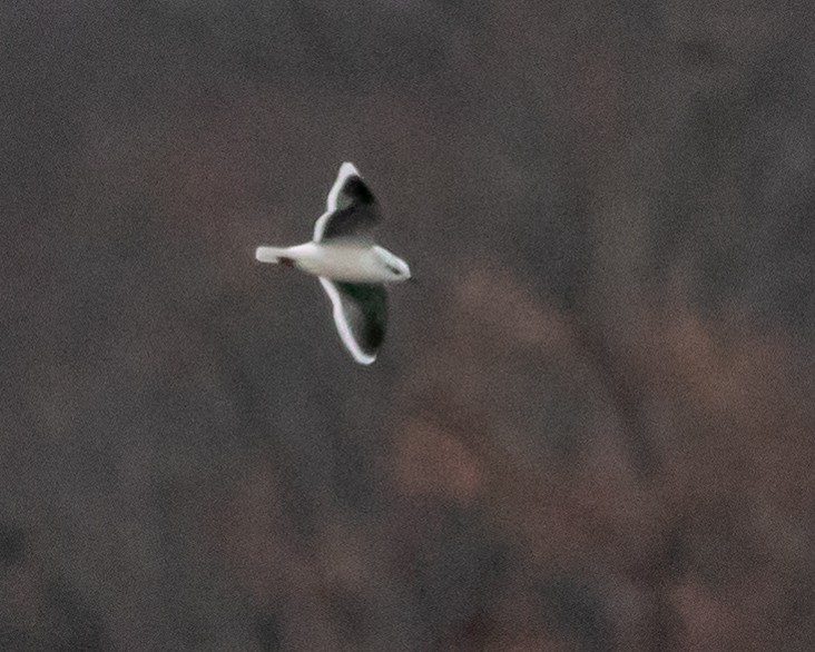 Little Gull - Kelly Miller