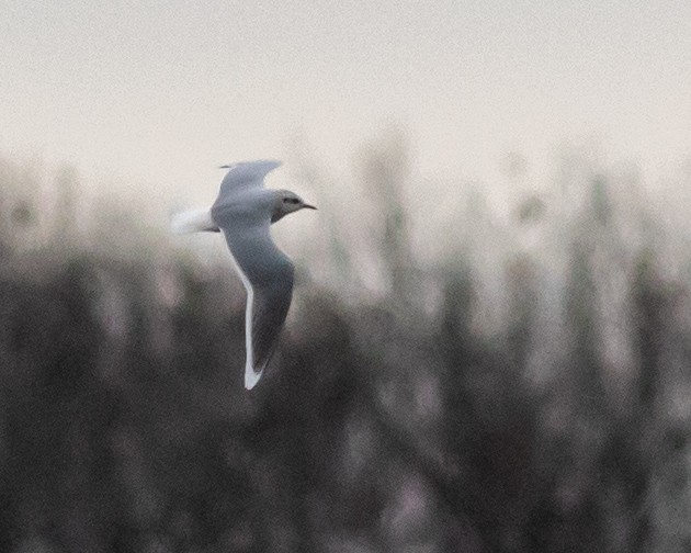 Little Gull - Kelly Miller