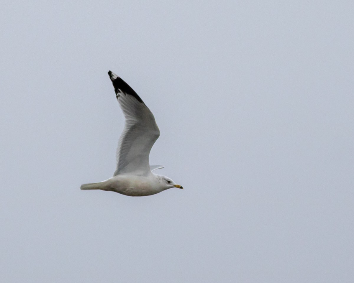 Little Gull - ML399940991