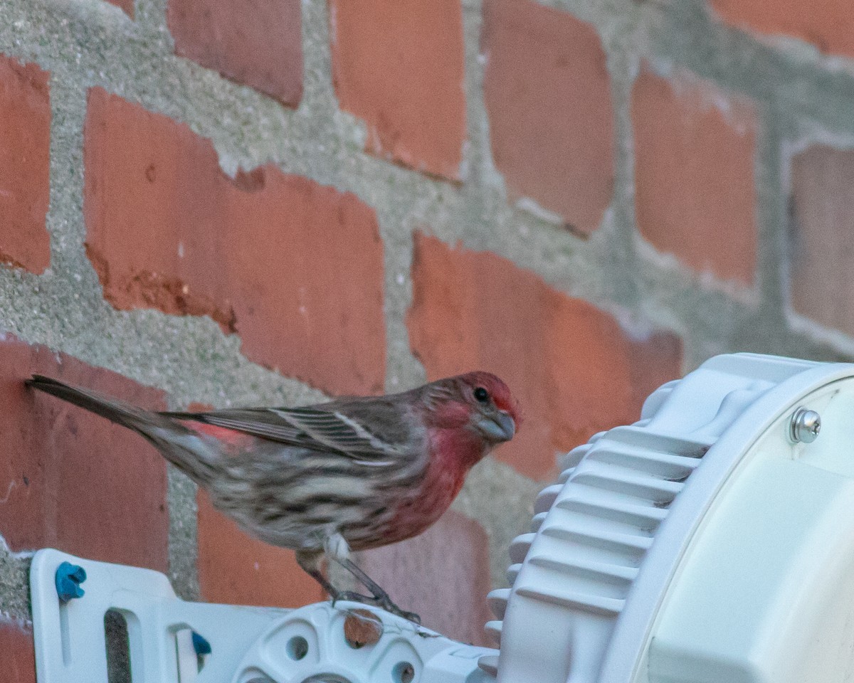 House Finch - Kelly Miller