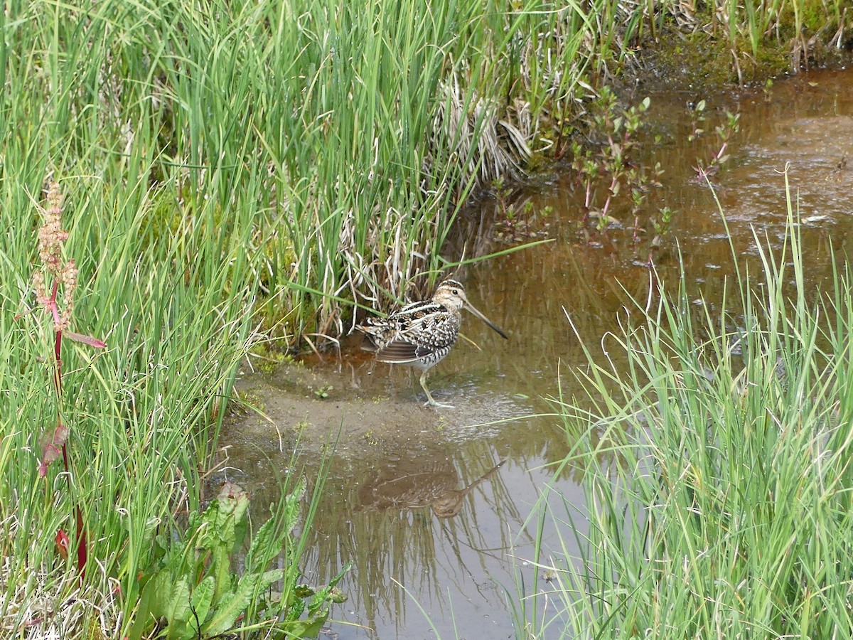 Wilson's Snipe - ML399943311