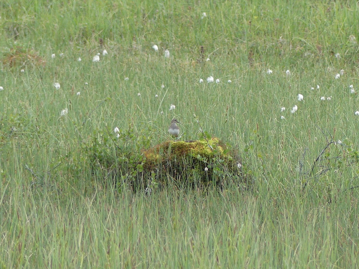 Least Sandpiper - ML399944021