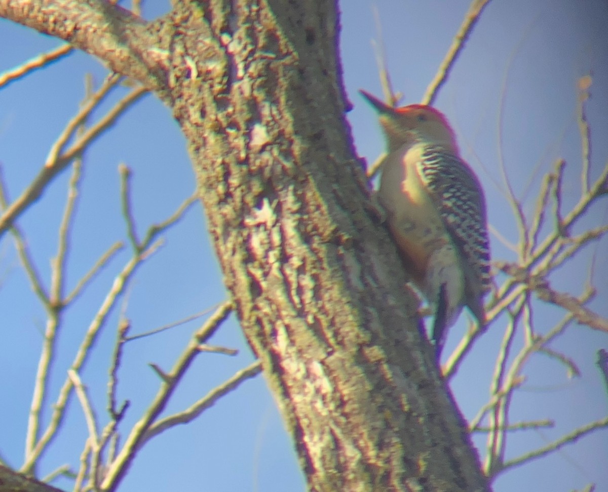 Red-bellied Woodpecker - ML399946281