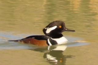 Hooded Merganser - ML399946701