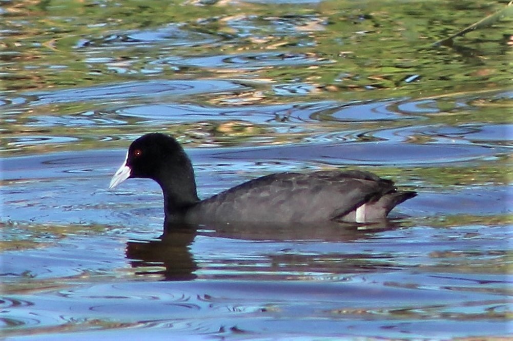 Eurasian Coot - Leonie Beaulieu