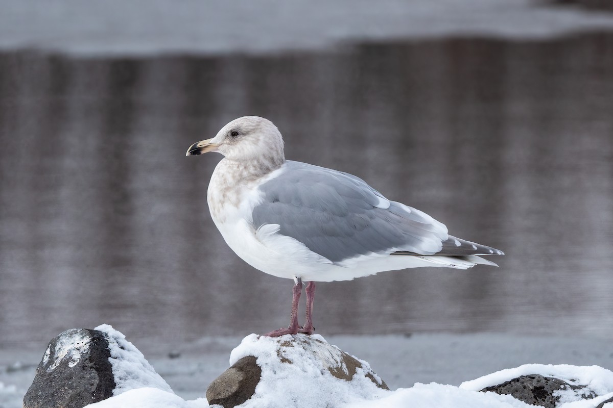 Glaucous-winged Gull - ML399950061