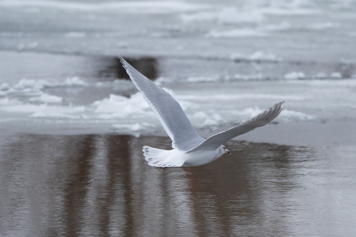 Glaucous-winged Gull - ML399950401