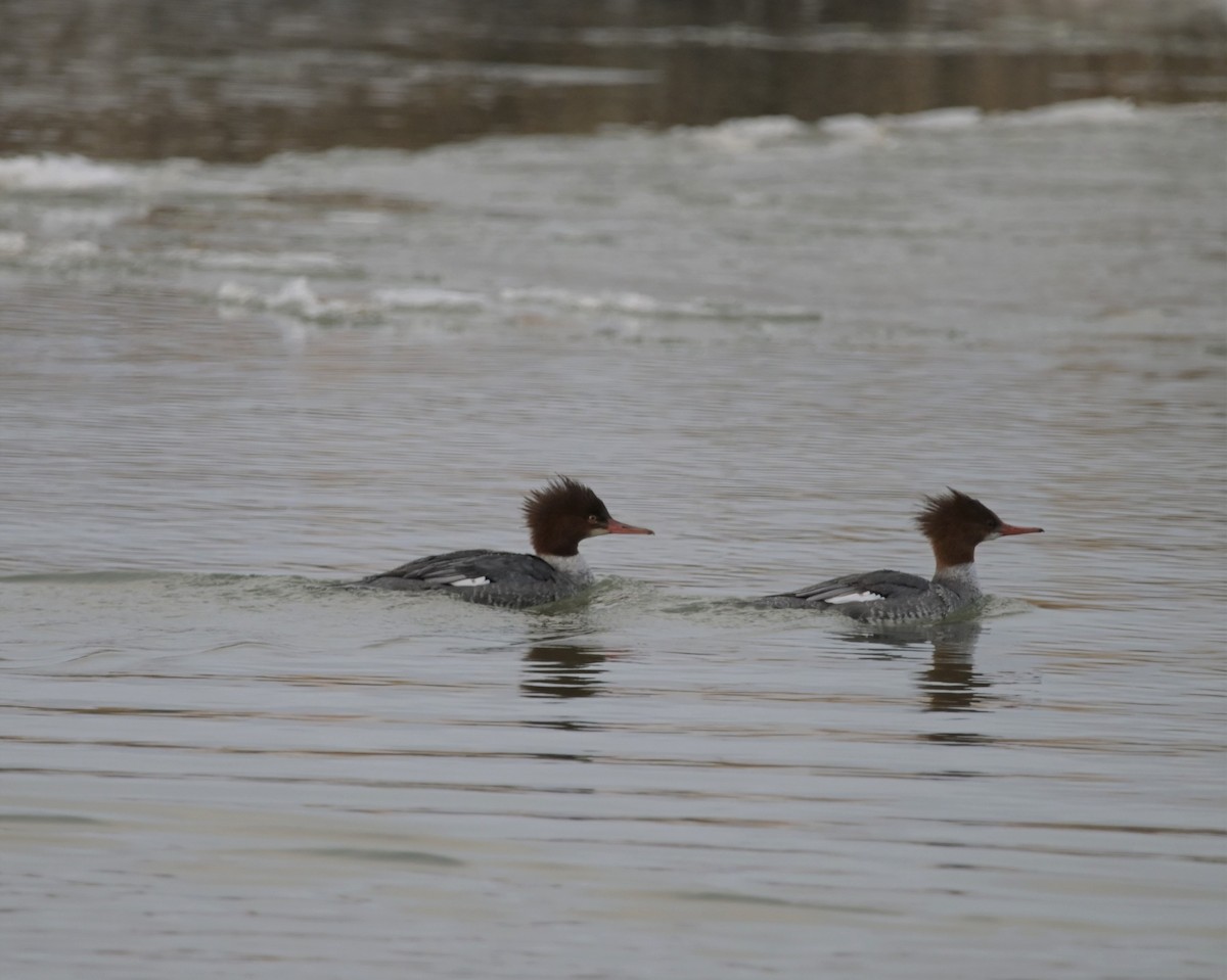 Common Merganser - ML399952241