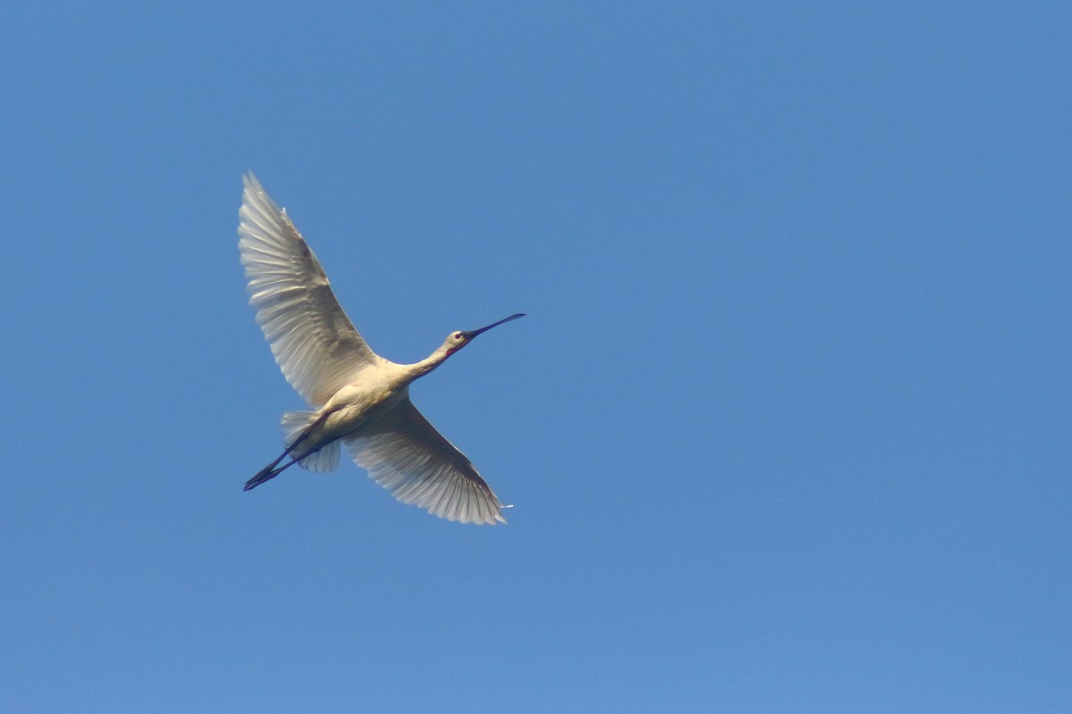 Eurasian Spoonbill - ML399952501