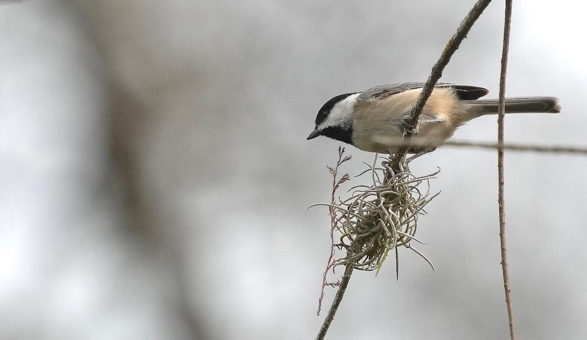 Carolina Chickadee - ML399953191