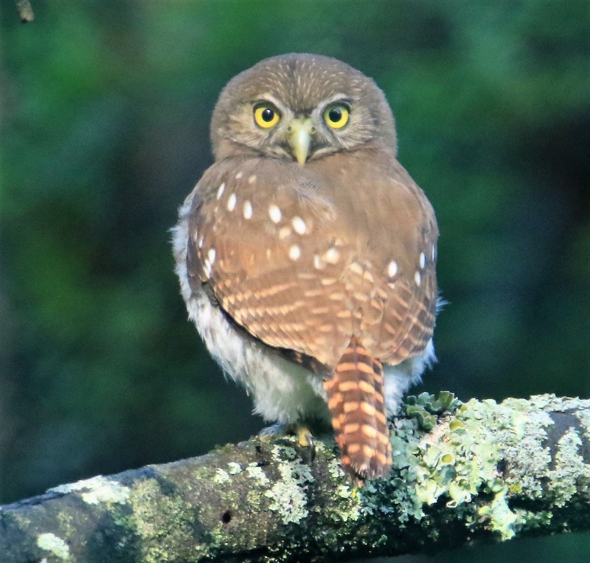 Ferruginous Pygmy-Owl - FELIPE SAN MARTIN