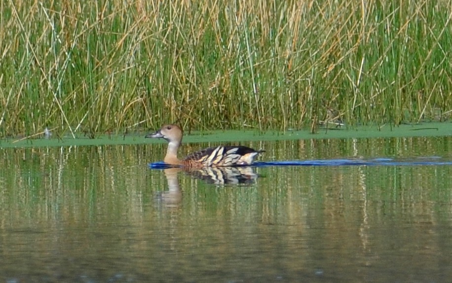 Plumed x Wandering Whistling-Duck (hybrid) - Rachel Olsen
