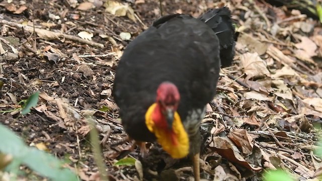 Australian Brushturkey - ML399956901