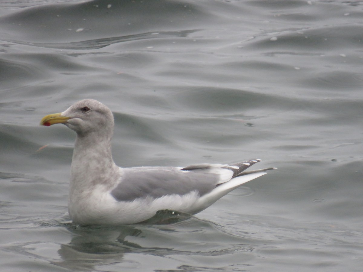 Gaviota de Bering - ML399956951