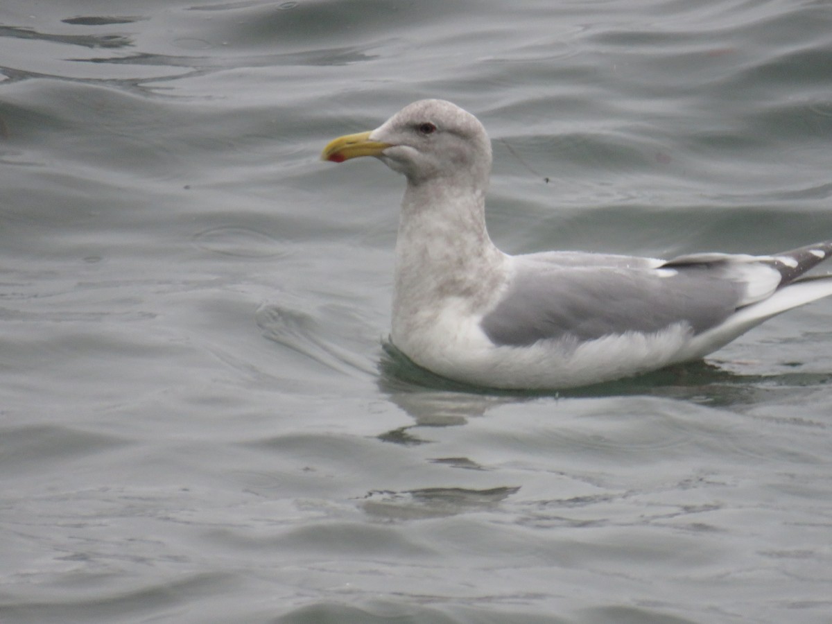 Gaviota de Bering - ML399956961