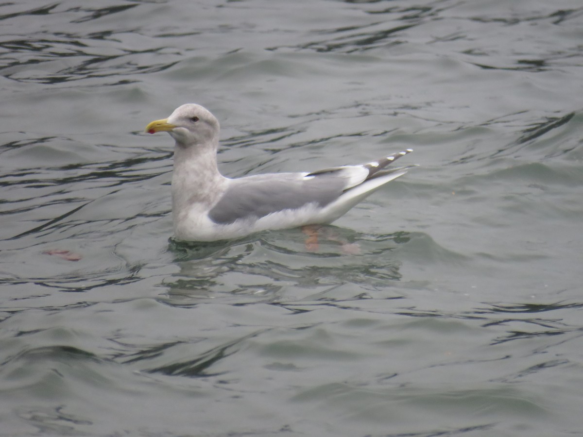 Glaucous-winged Gull - Breyden Beeke