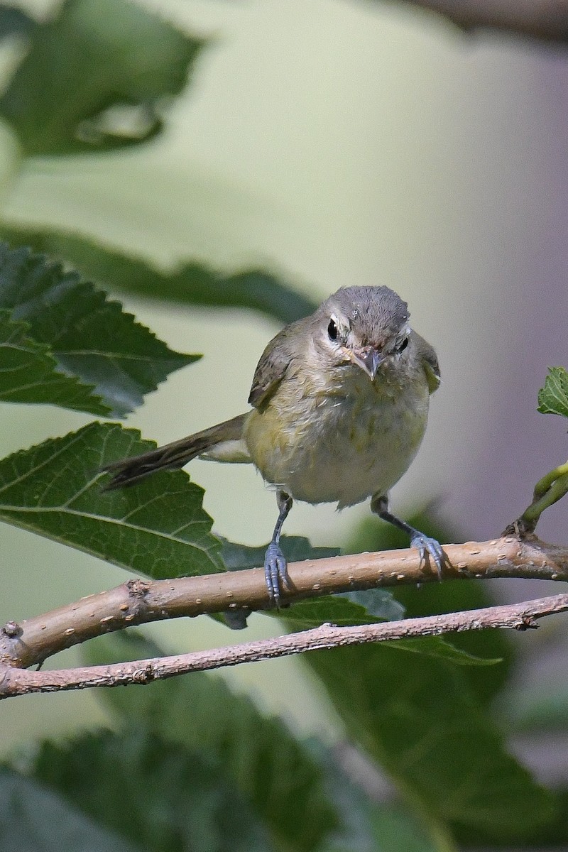 Ötücü Vireo - ML399957781