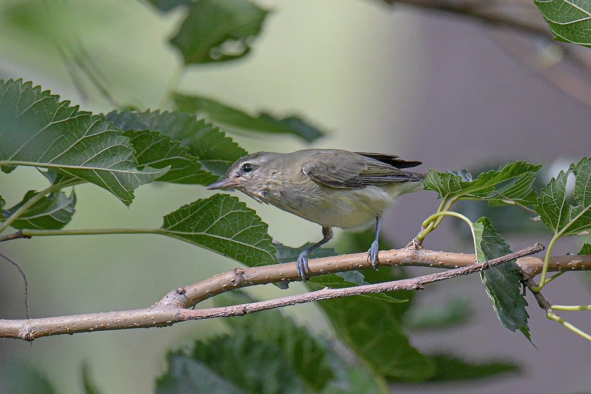 Warbling Vireo - ML399957791