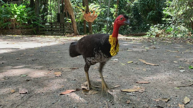 Australian Brushturkey - ML399957801