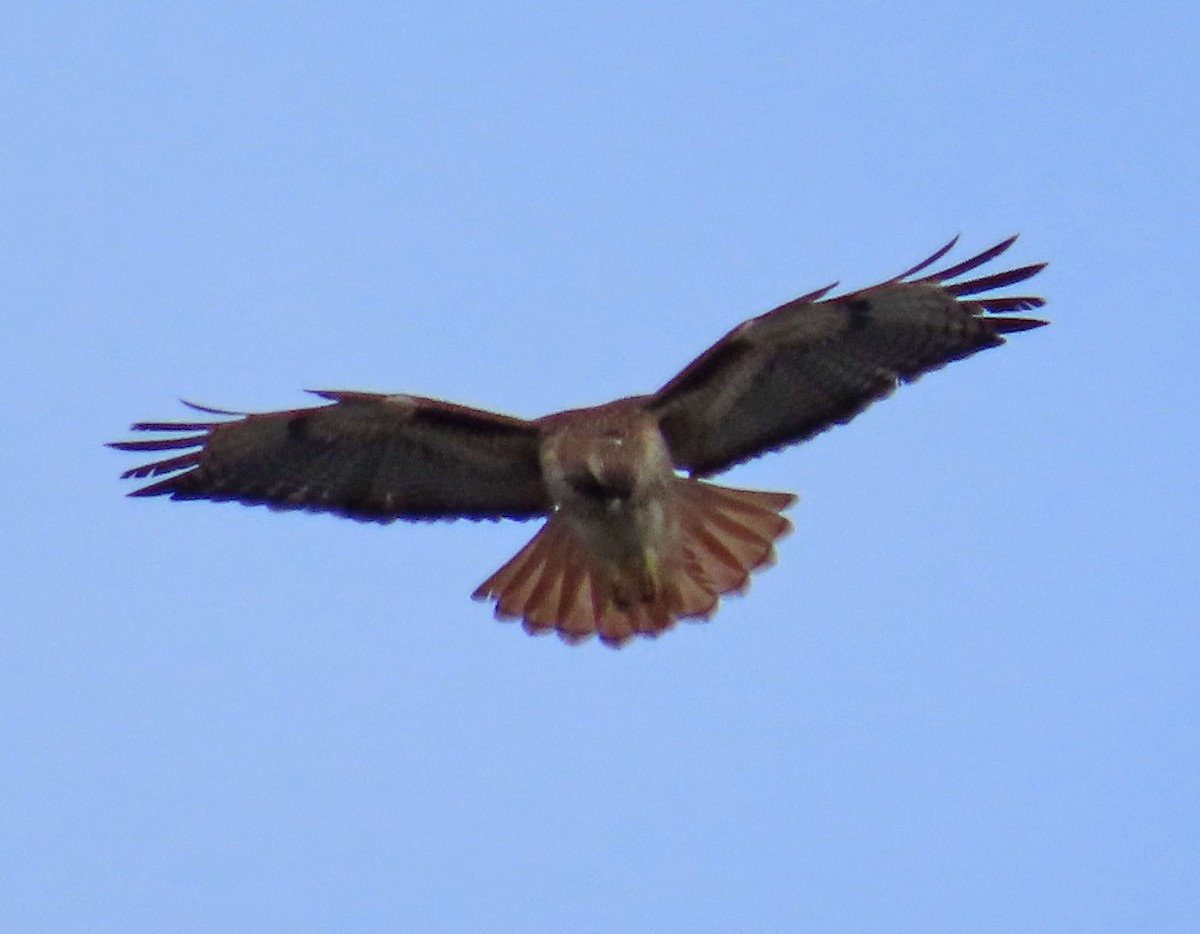 Red-tailed Hawk - ML399957861