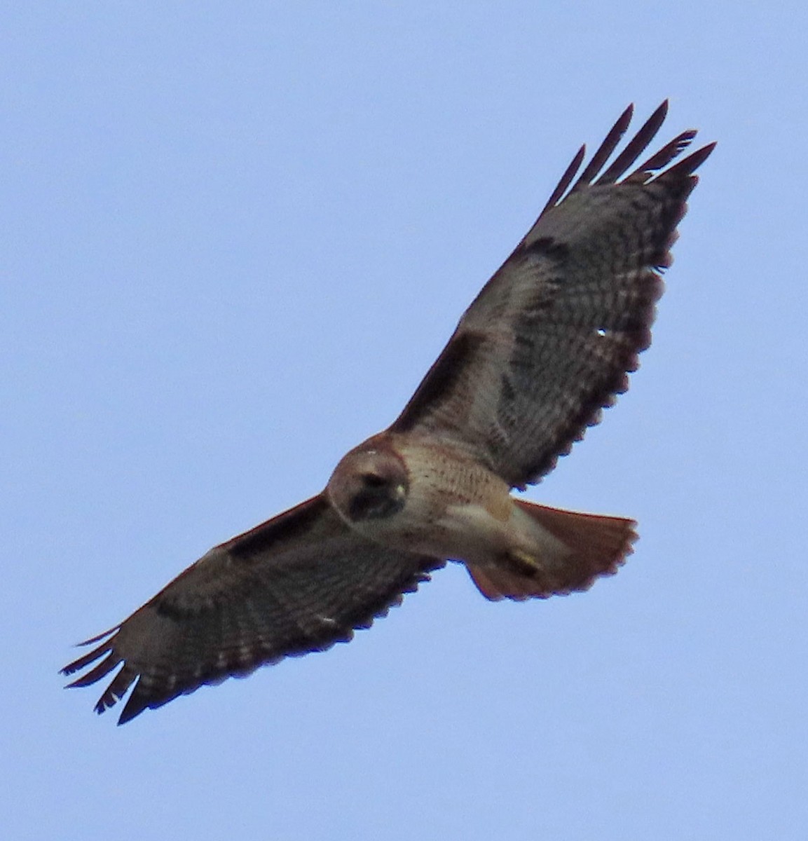 Red-tailed Hawk - ML399957881