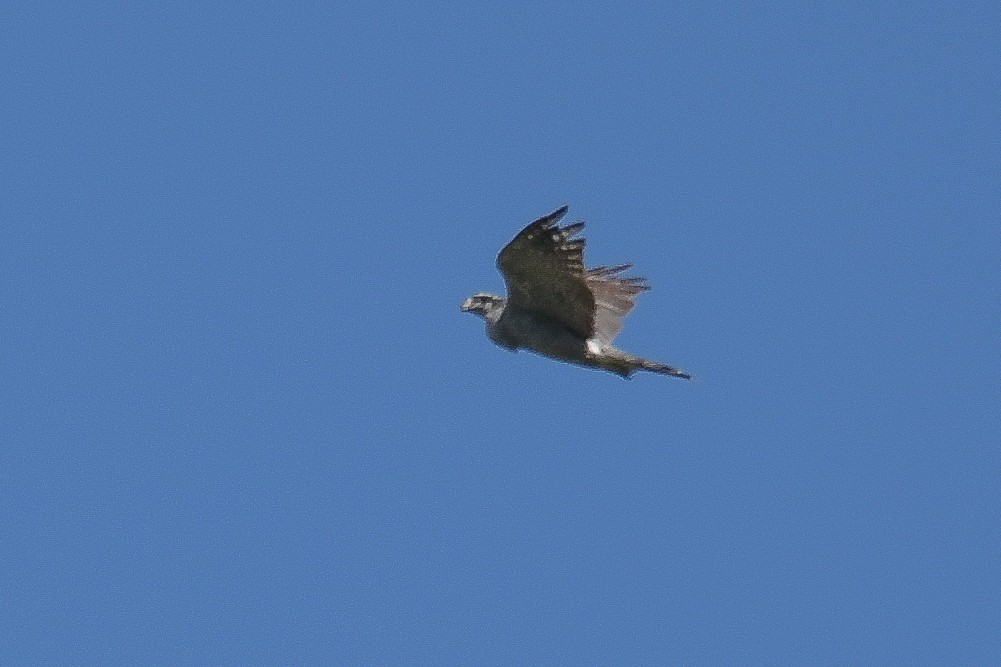 American Goshawk - ML399958701